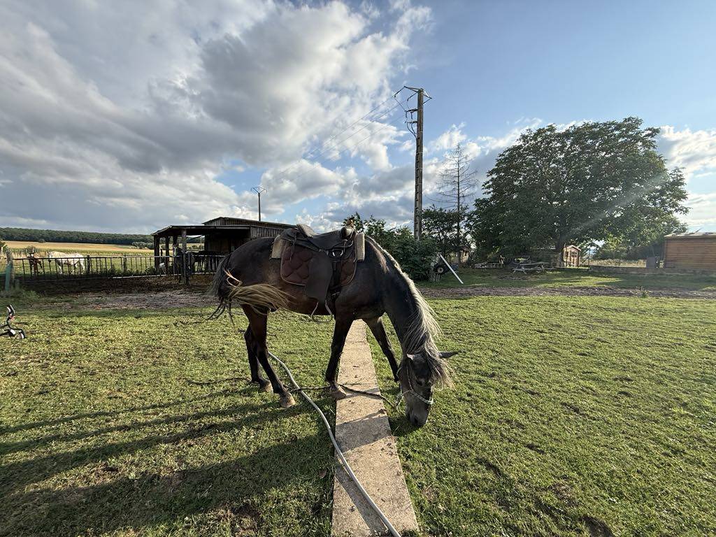 Potro Barbe En venta 2021 Tordo