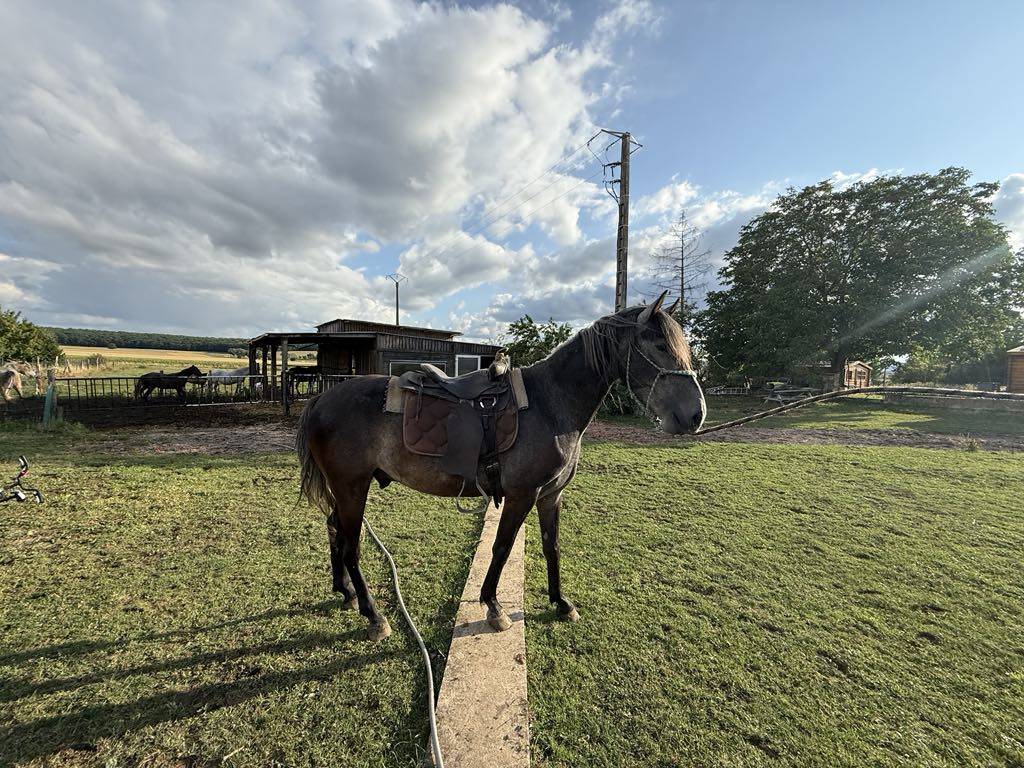 Potro Barbe En venta 2021 Tordo