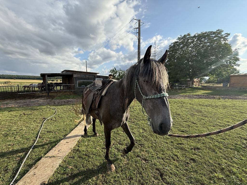 Potro Barbe En venta 2021 Tordo