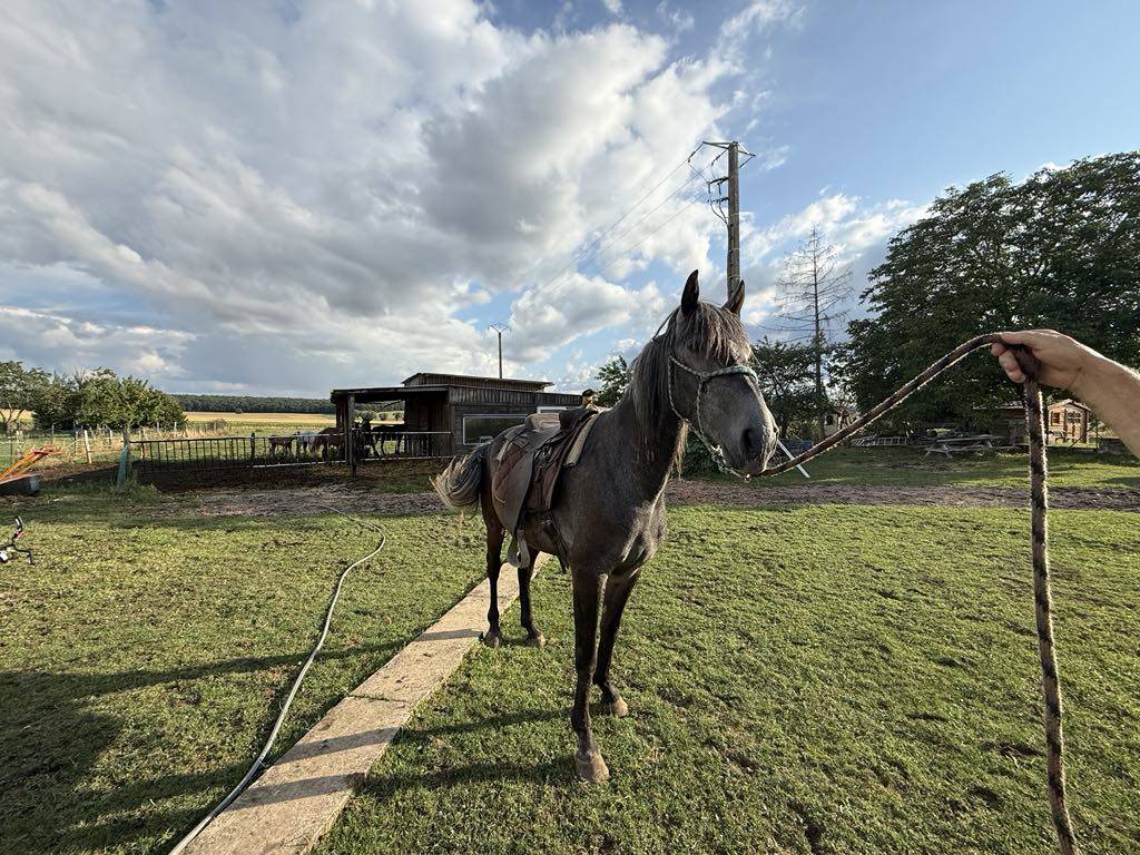 Potro Barbe En venta 2021 Tordo
