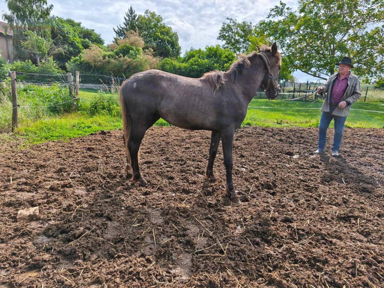 Potro Barbe En venta 2021 Tordo