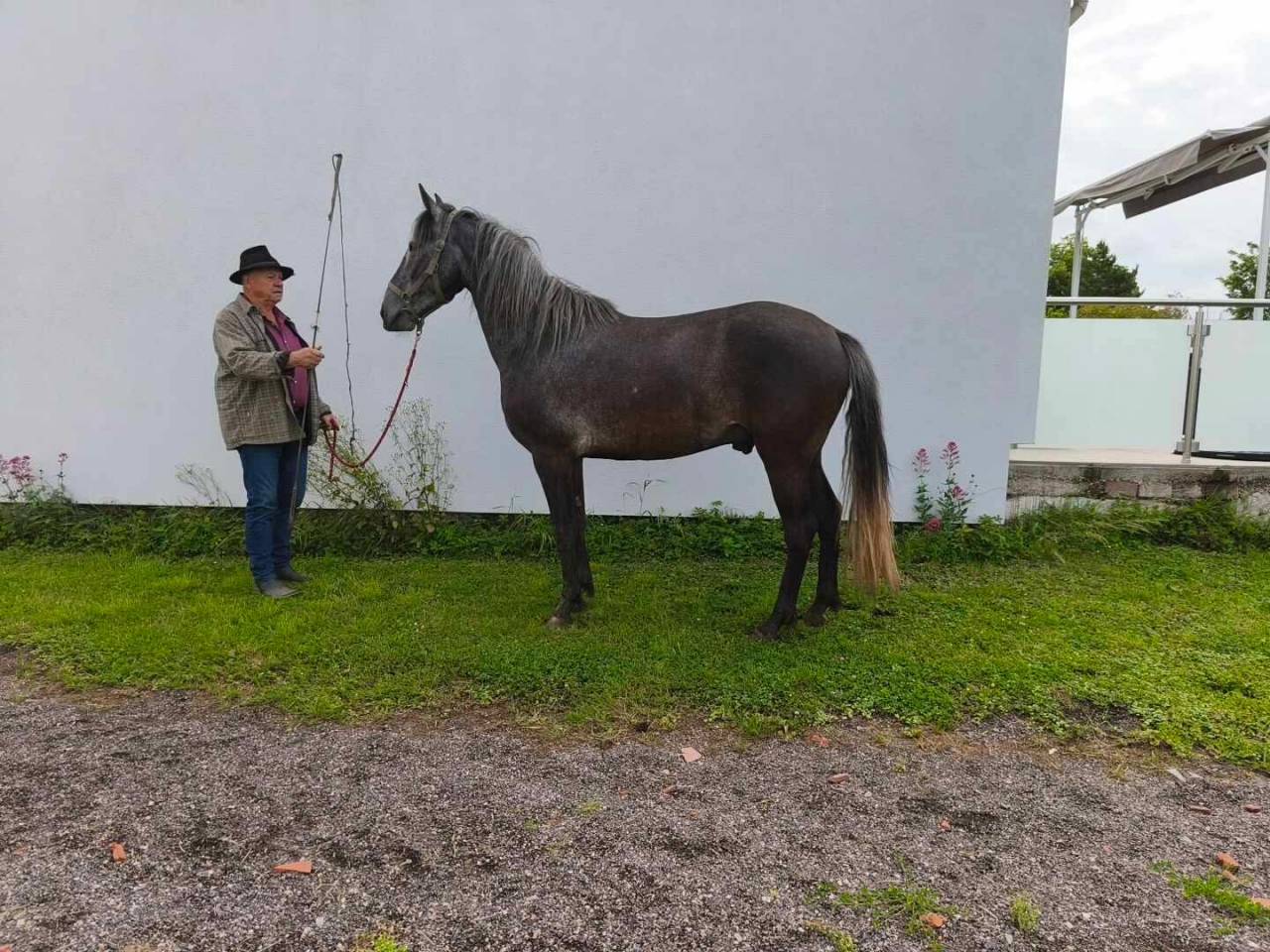 Potro Barbe En venta 2021 Tordo