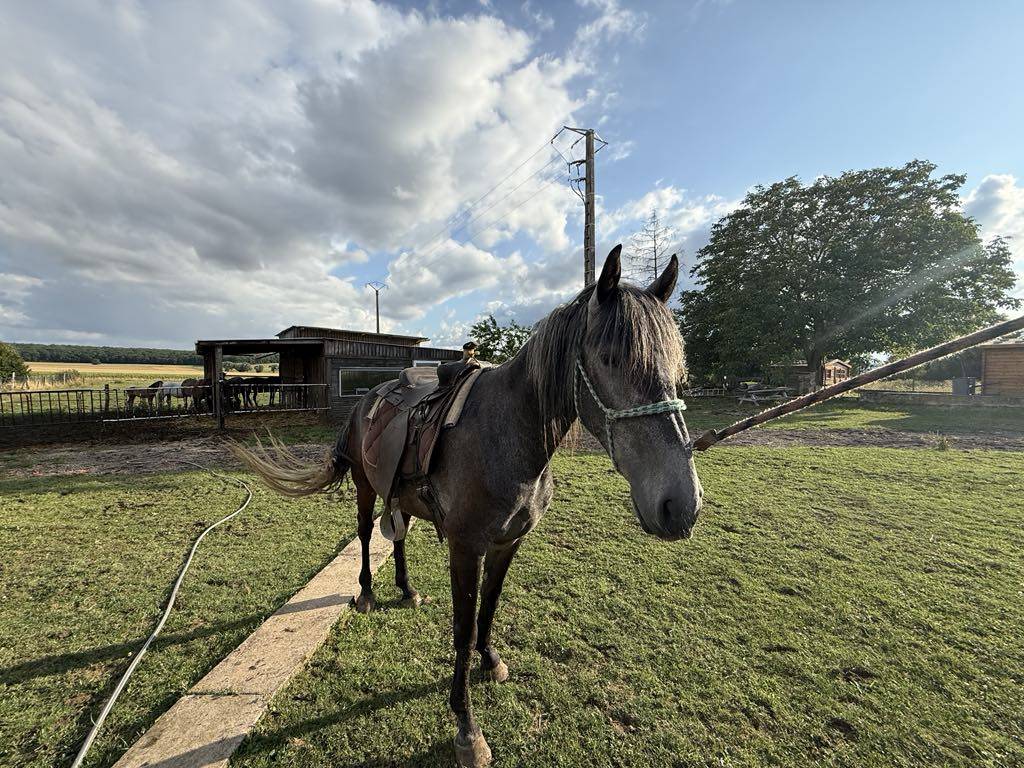 Potro Barbe En venta 2021 Tordo