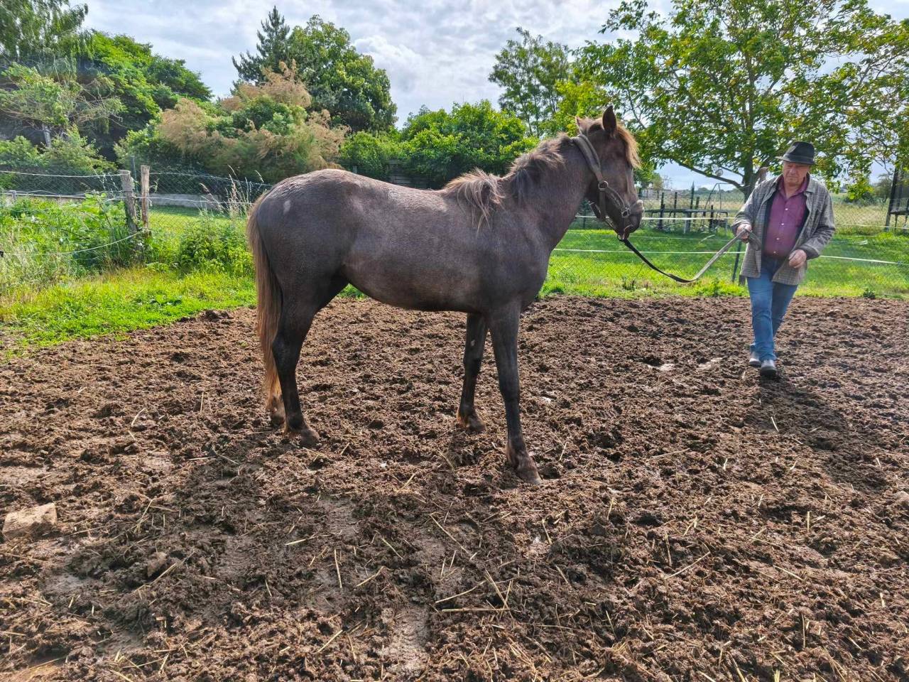 Potro Barbe En venta 2021 Tordo