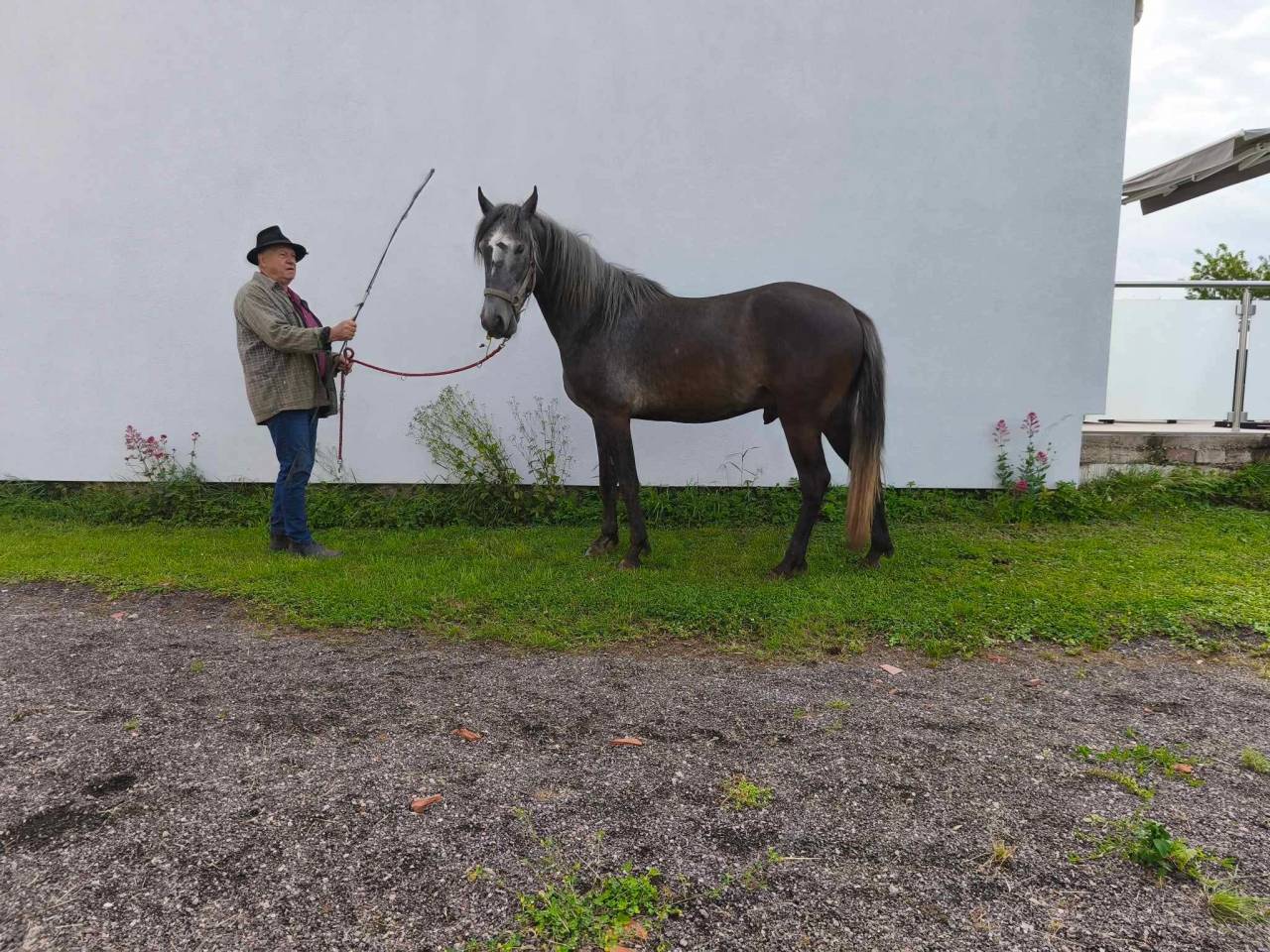 Potro Barbe En venta 2021 Tordo