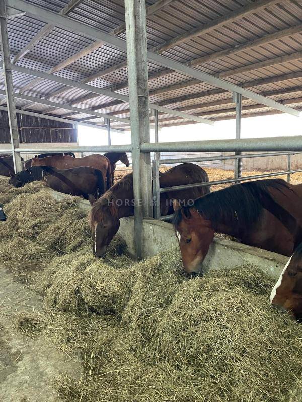 Propiedad ecuestre En venta Morbihan