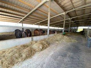 Propiedad ecuestre En venta Morbihan