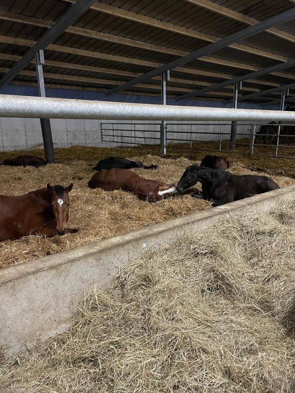 Propiedad ecuestre En venta Morbihan