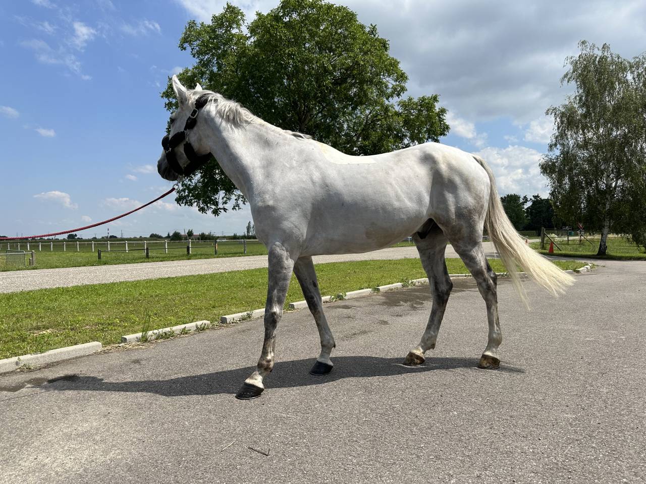 Caballo castrado Caballo de Silla En venta 2015 Tordo