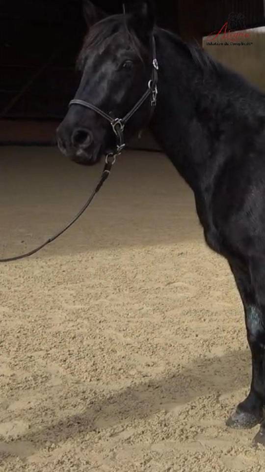 Caballo entero Mérens En venta 2022 Negro por GUAPO DU SOULEILLA