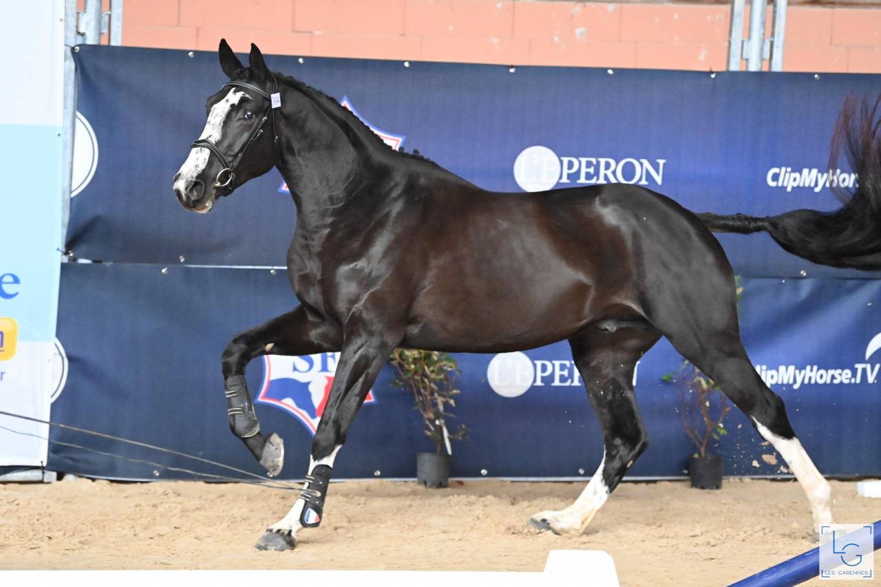 Caballo entero Silla Francés En venta 2018 Negro