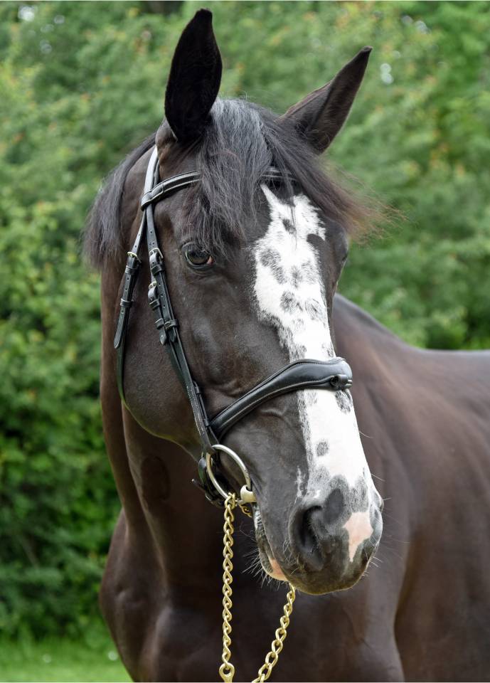 Caballo entero Silla Francés En venta 2018 Negro