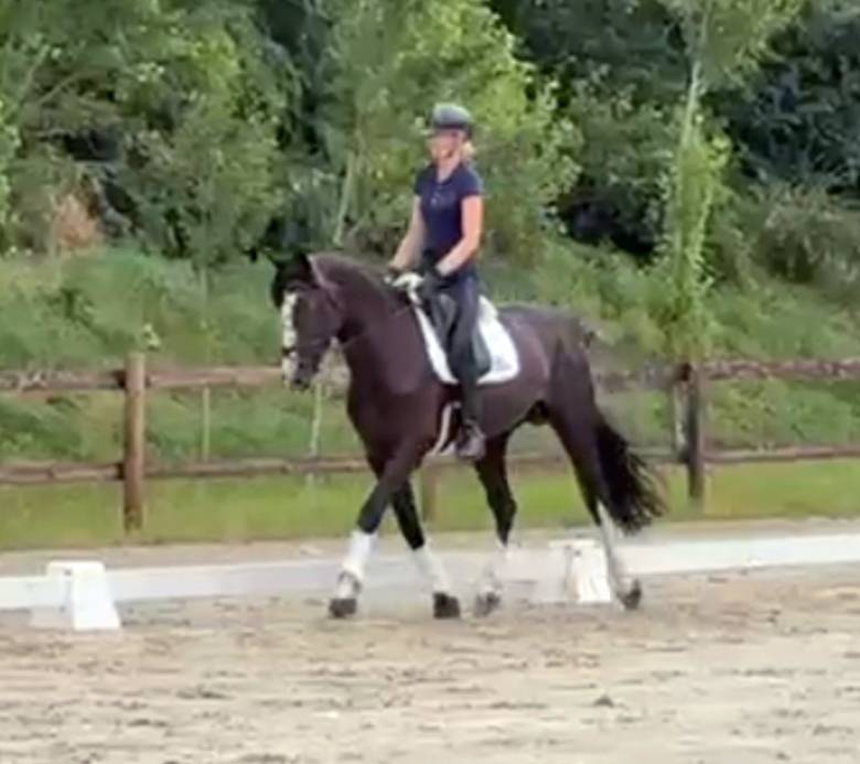 Caballo entero Silla Francés En venta 2018 Negro