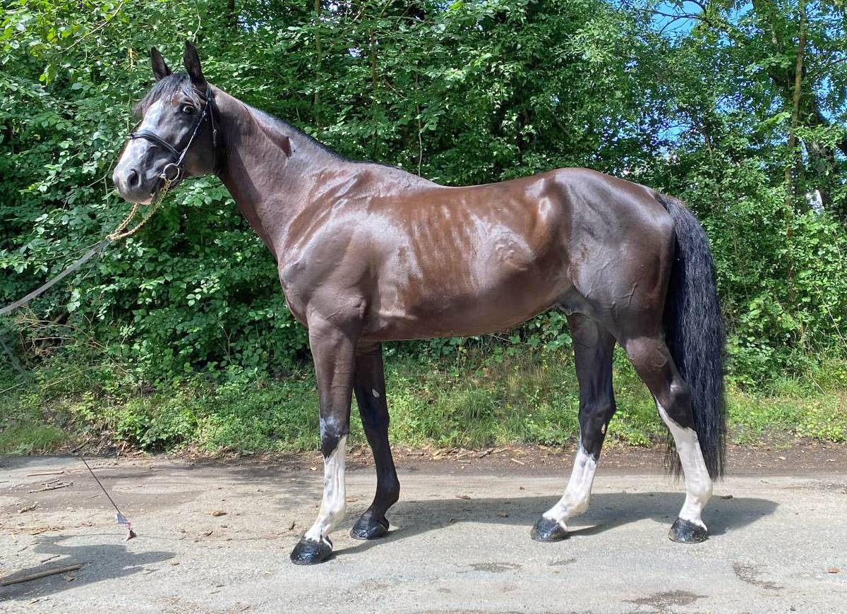 Caballo entero Silla Francés En venta 2018 Negro
