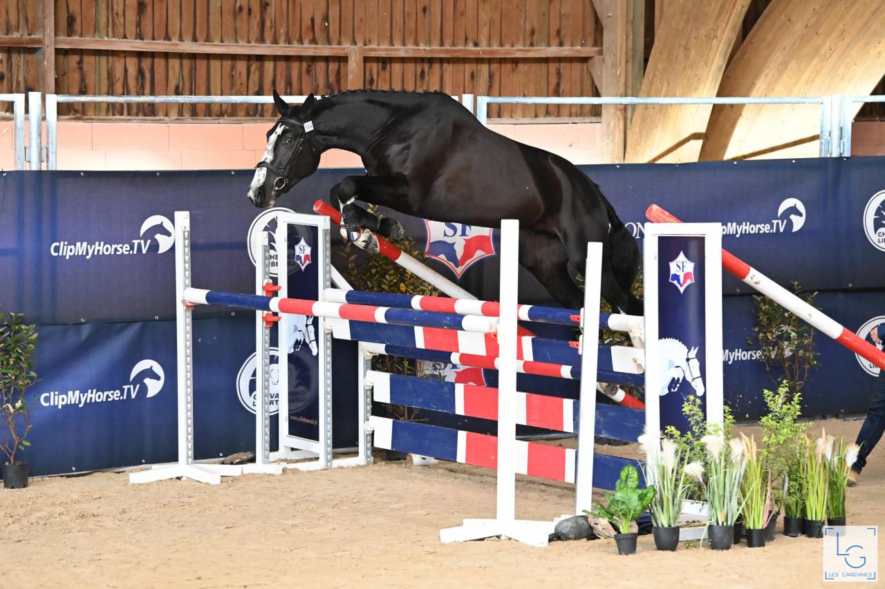 Caballo entero Silla Francés En venta 2018 Negro