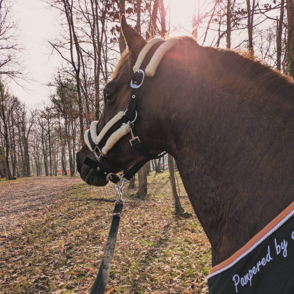 Semental PFS Poni Françés de Silla En venta 2013 Pelo de vaca por ulk d'été