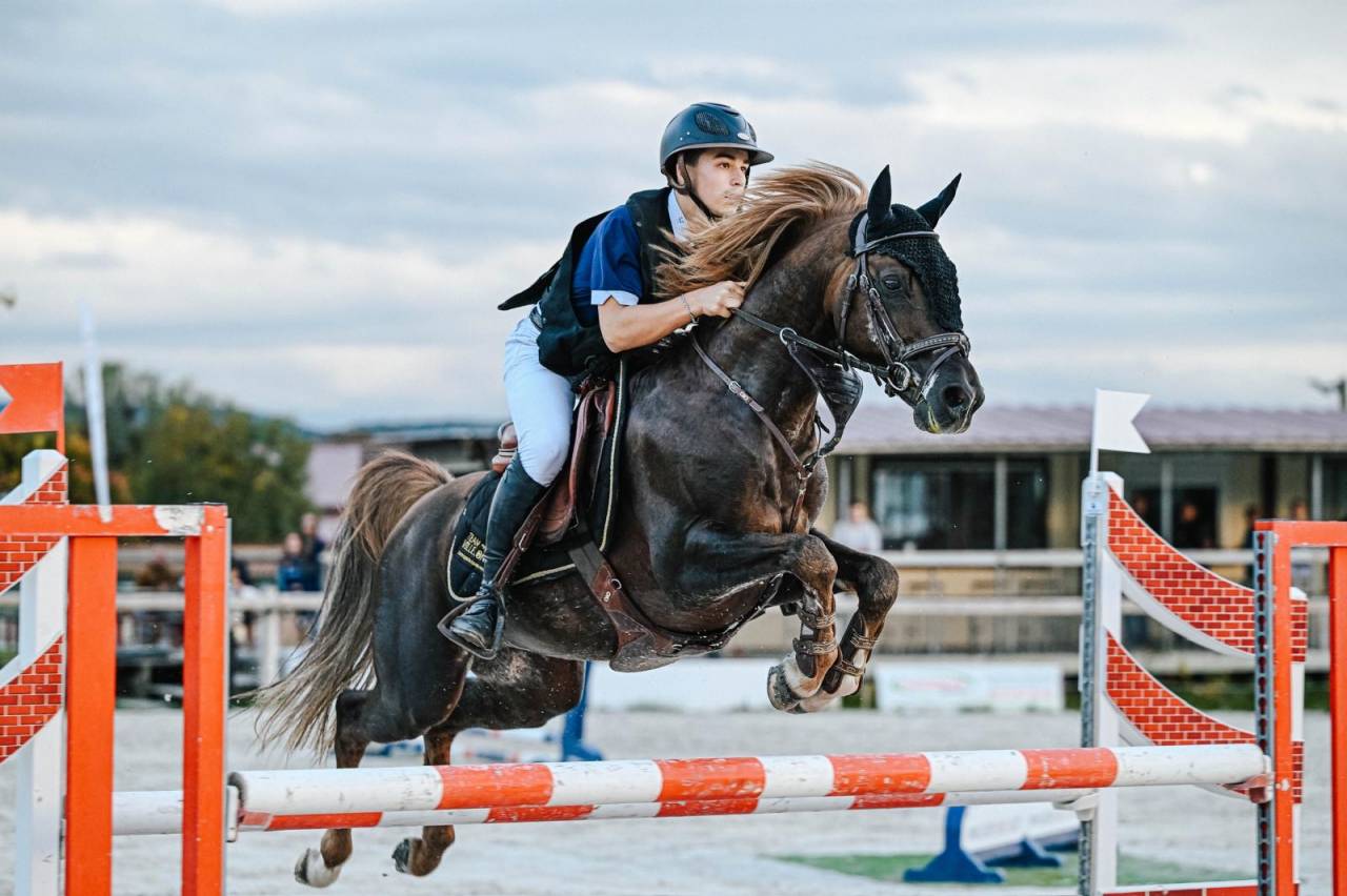 Semental PFS Poni Françés de Silla En venta 2013 Pelo de vaca por ulk d'été