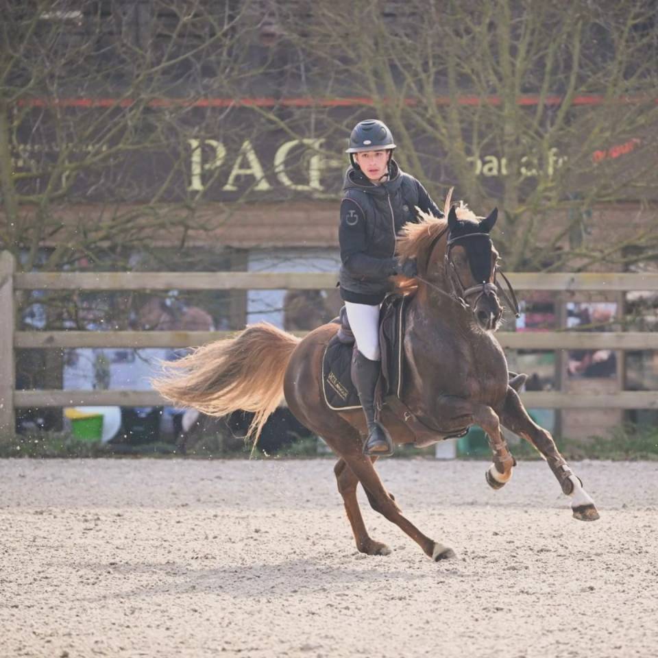 Semental PFS Poni Françés de Silla En venta 2013 Pelo de vaca por ulk d'été