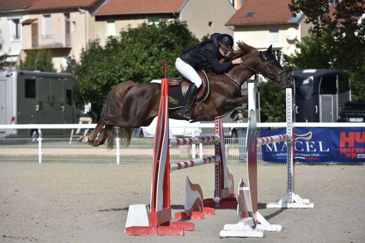 Semental PFS Poni Françés de Silla En venta 2013 Pelo de vaca por ulk d'été