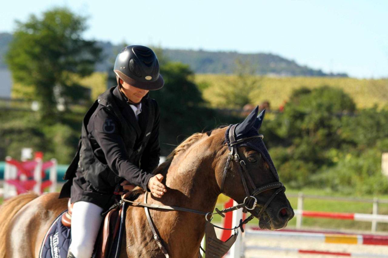 Semental PFS Poni Françés de Silla En venta 2013 Pelo de vaca por ulk d'été