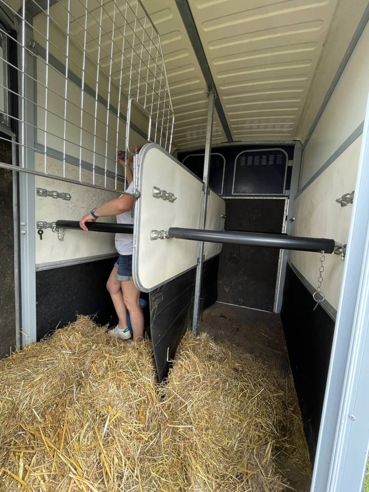 Van caballos Ifor Williams HB 506 2 Caballos 2017 De segunda mano