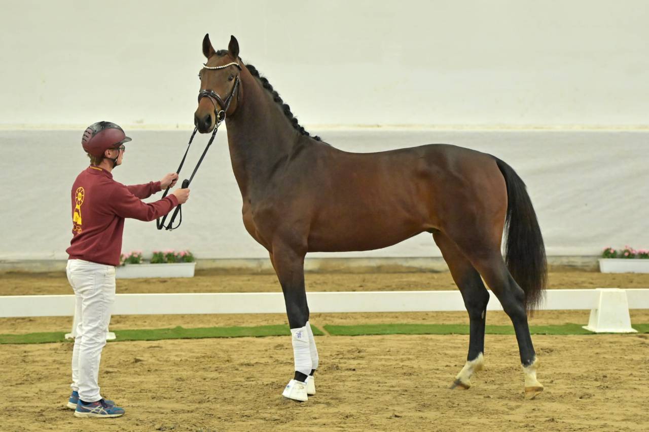 Caballo castrado Oldenburgués En venta 2021 Bayo