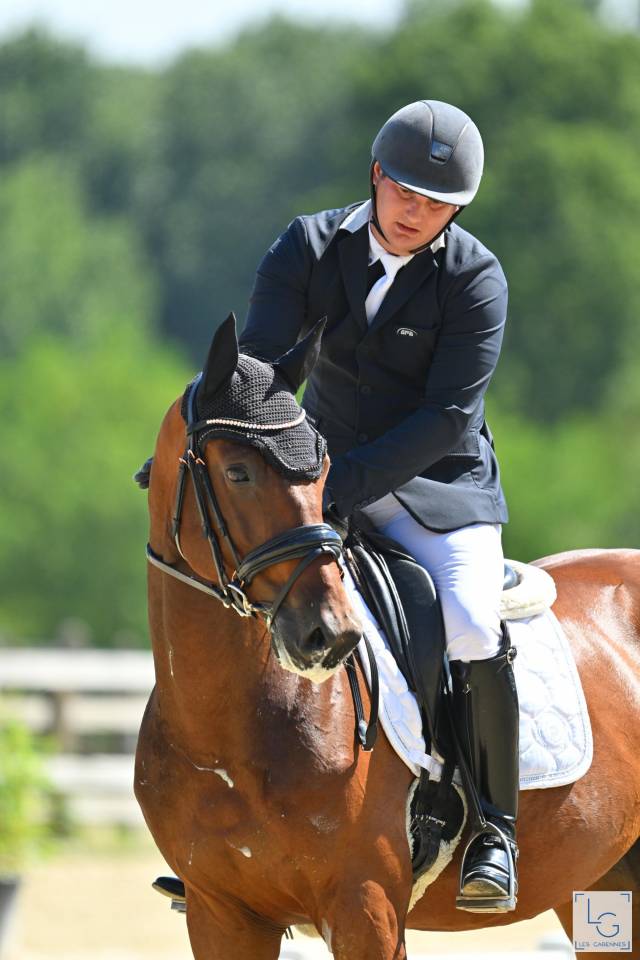 Caballo castrado Oldenburgués En venta 2021 Bayo