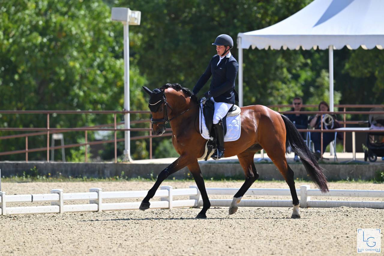 Caballo castrado Oldenburgués En venta 2021 Bayo
