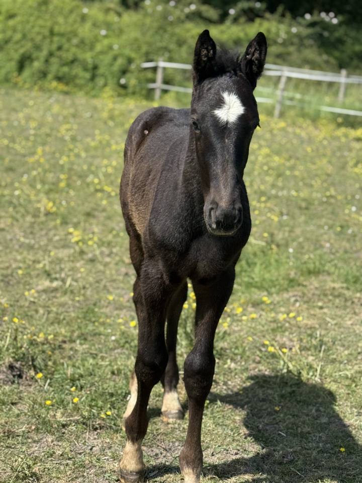 Potro Silla Francés En venta 2025 Tordo por Zuccero