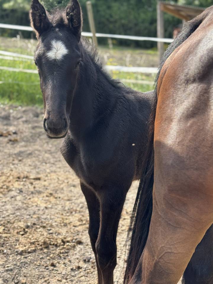 Potro Silla Francés En venta 2025 Tordo por Zuccero