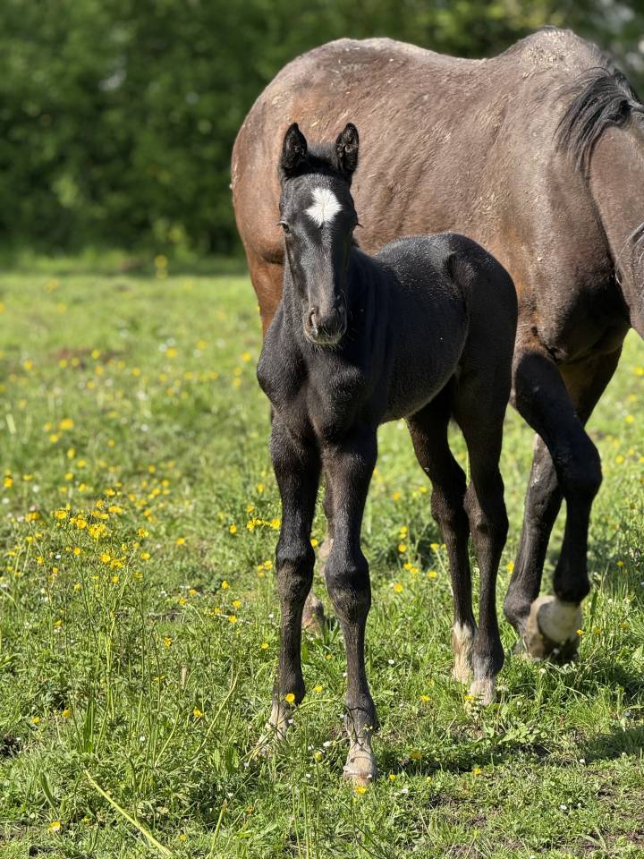 Potro Silla Francés En venta 2025 Tordo por Zuccero