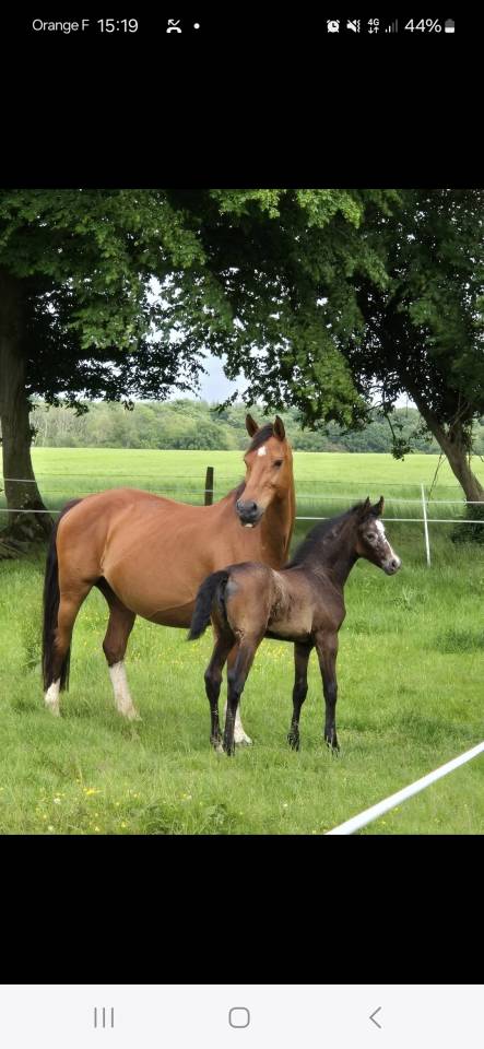 Yegua de ganadería Caballo de Silla En venta 2010 Bayo