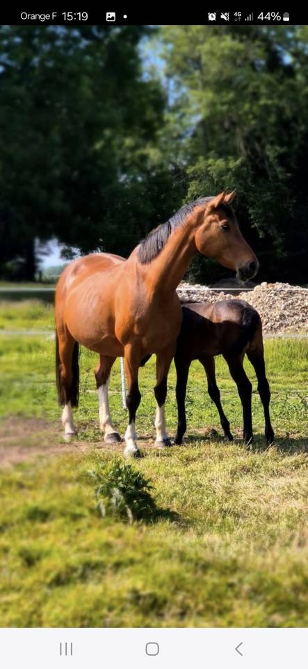 Yegua de ganadería Caballo de Silla En venta 2010 Bayo