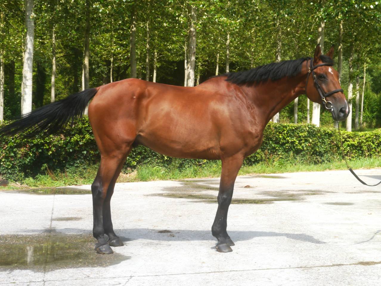 Caballo castrado Silla Francés En venta 2014 Bayo por BALOUBET DU ROUET