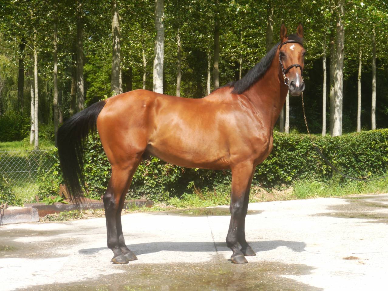 Caballo castrado Silla Francés En venta 2014 Bayo por BALOUBET DU ROUET