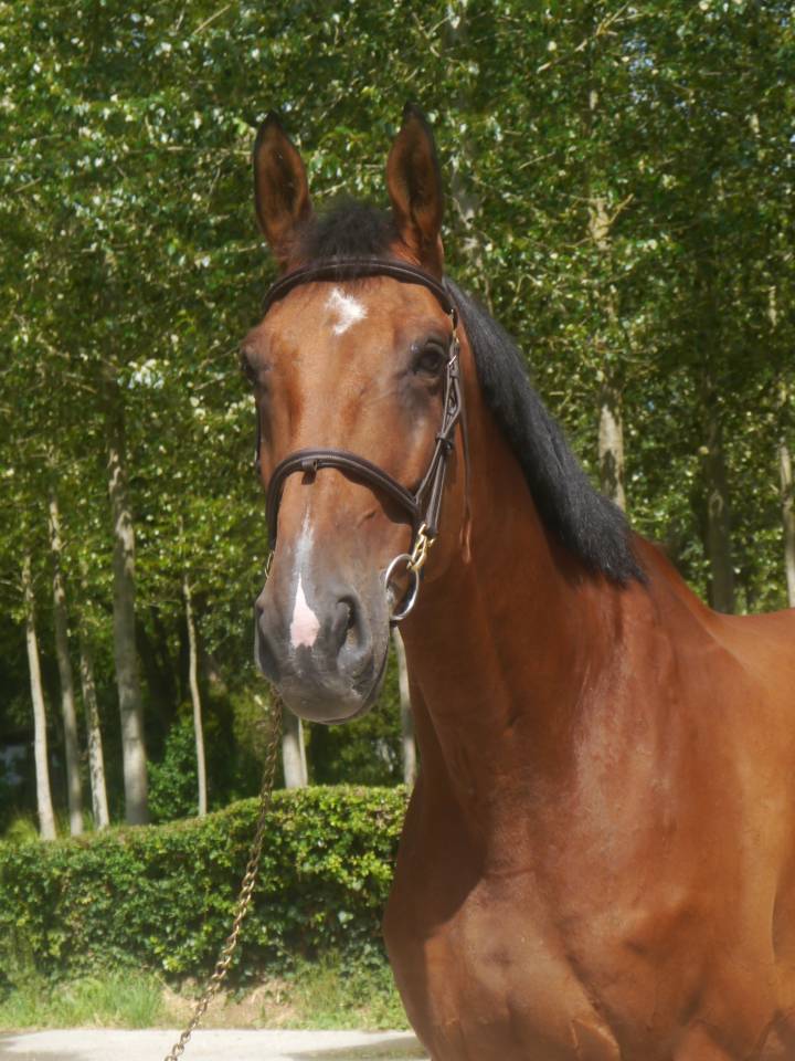 Caballo castrado Silla Francés En venta 2014 Bayo por BALOUBET DU ROUET