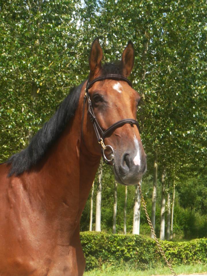 Caballo castrado Silla Francés En venta 2014 Bayo por BALOUBET DU ROUET
