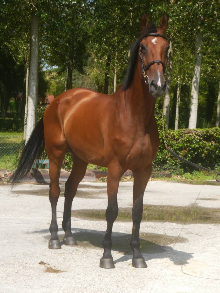 Caballo castrado Silla Francés En venta 2014 Bayo por BALOUBET DU ROUET
