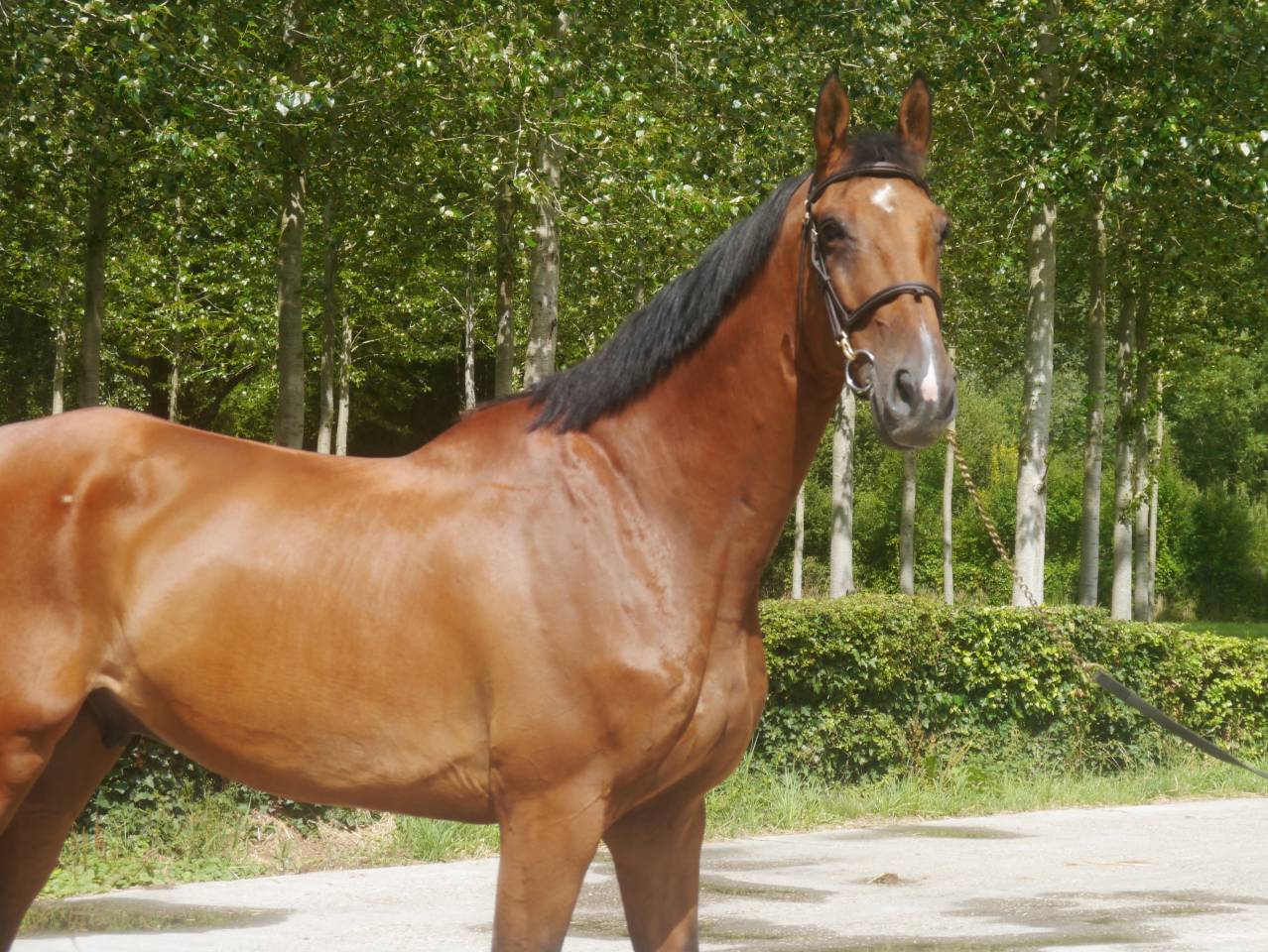 Caballo castrado Silla Francés En venta 2014 Bayo por BALOUBET DU ROUET