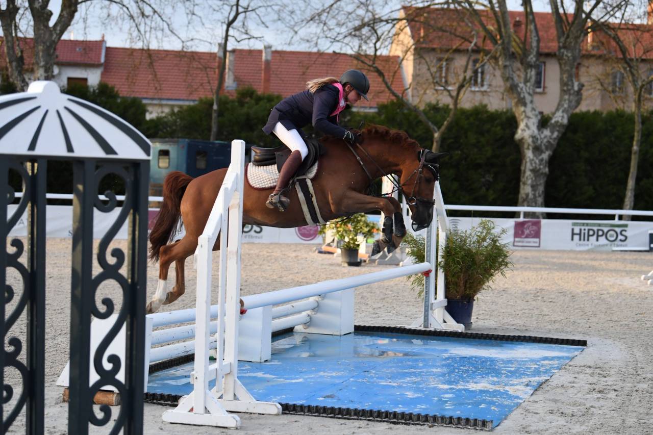 Caballo castrado PFS Poni Françés de Silla En venta 2019 Alazán por royal du bourray