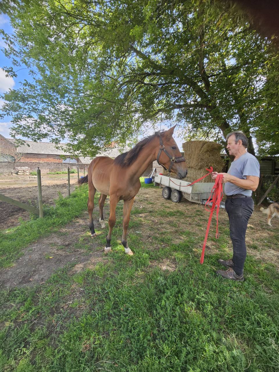 Semental AES Anglo European Studbook En venta 2024 Bayo por Ulysse Van De Eikhoeve