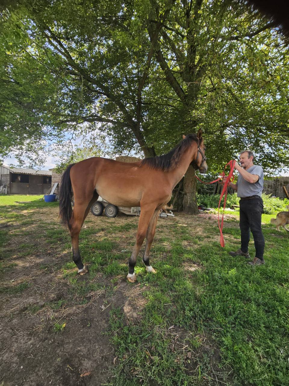 Semental AES Anglo European Studbook En venta 2024 Bayo por Ulysse Van De Eikhoeve