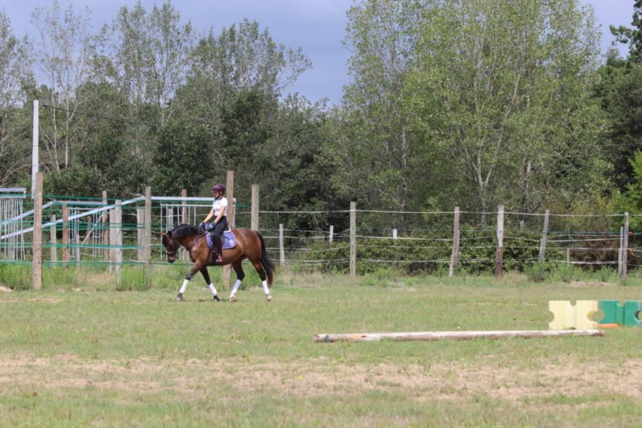 Yegua Silla Francés En venta 2020 Bayo por dexter du neuhof (oes)