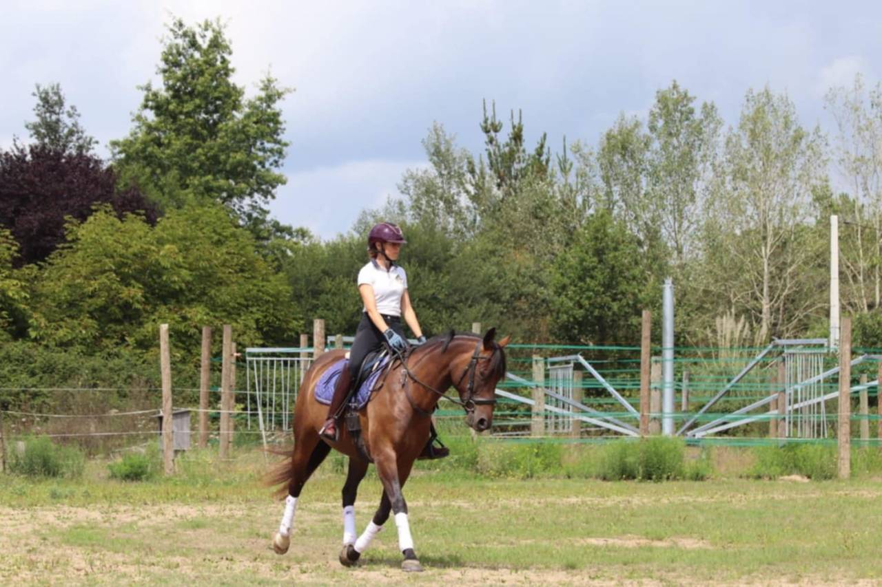 Yegua Silla Francés En venta 2020 Bayo por dexter du neuhof (oes)