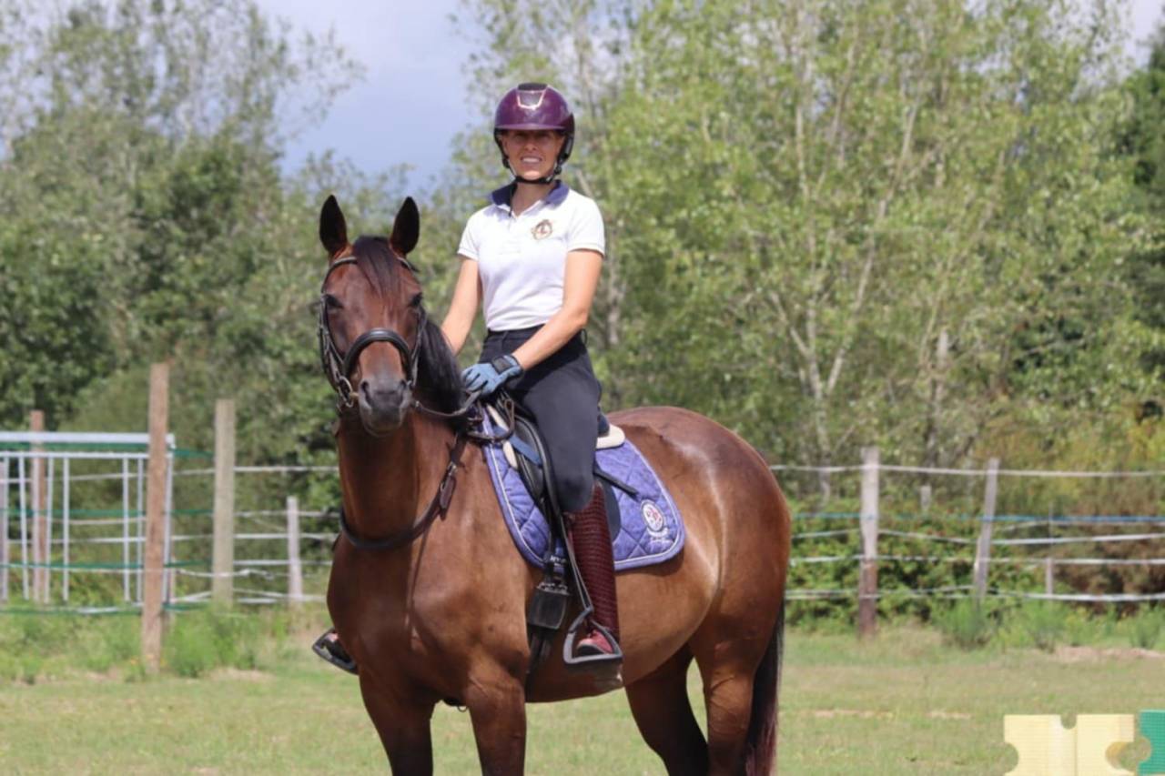 Yegua Silla Francés En venta 2020 Bayo por dexter du neuhof (oes)