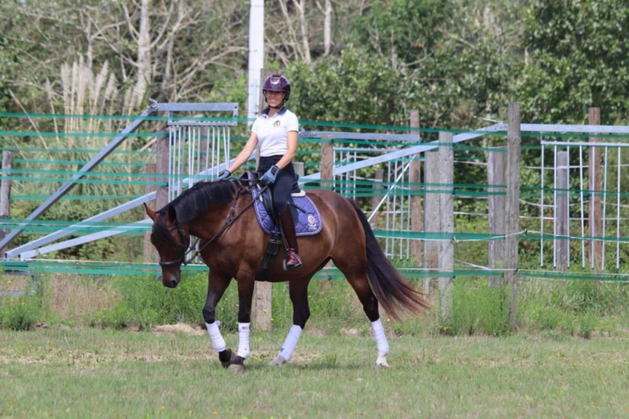 Yegua Silla Francés En venta 2020 Bayo por dexter du neuhof (oes)