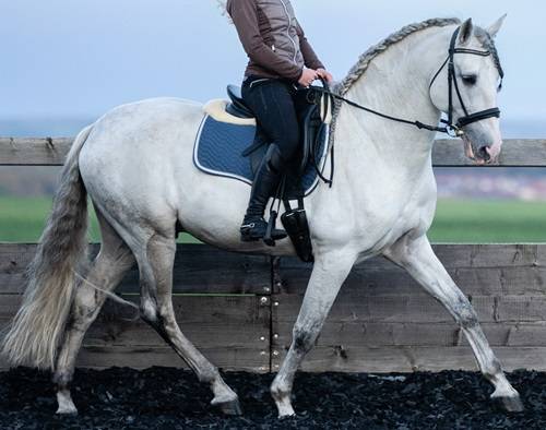Caballo entero PRE Pura Raza Española En venta 2014 Tordo por REGANON-LP