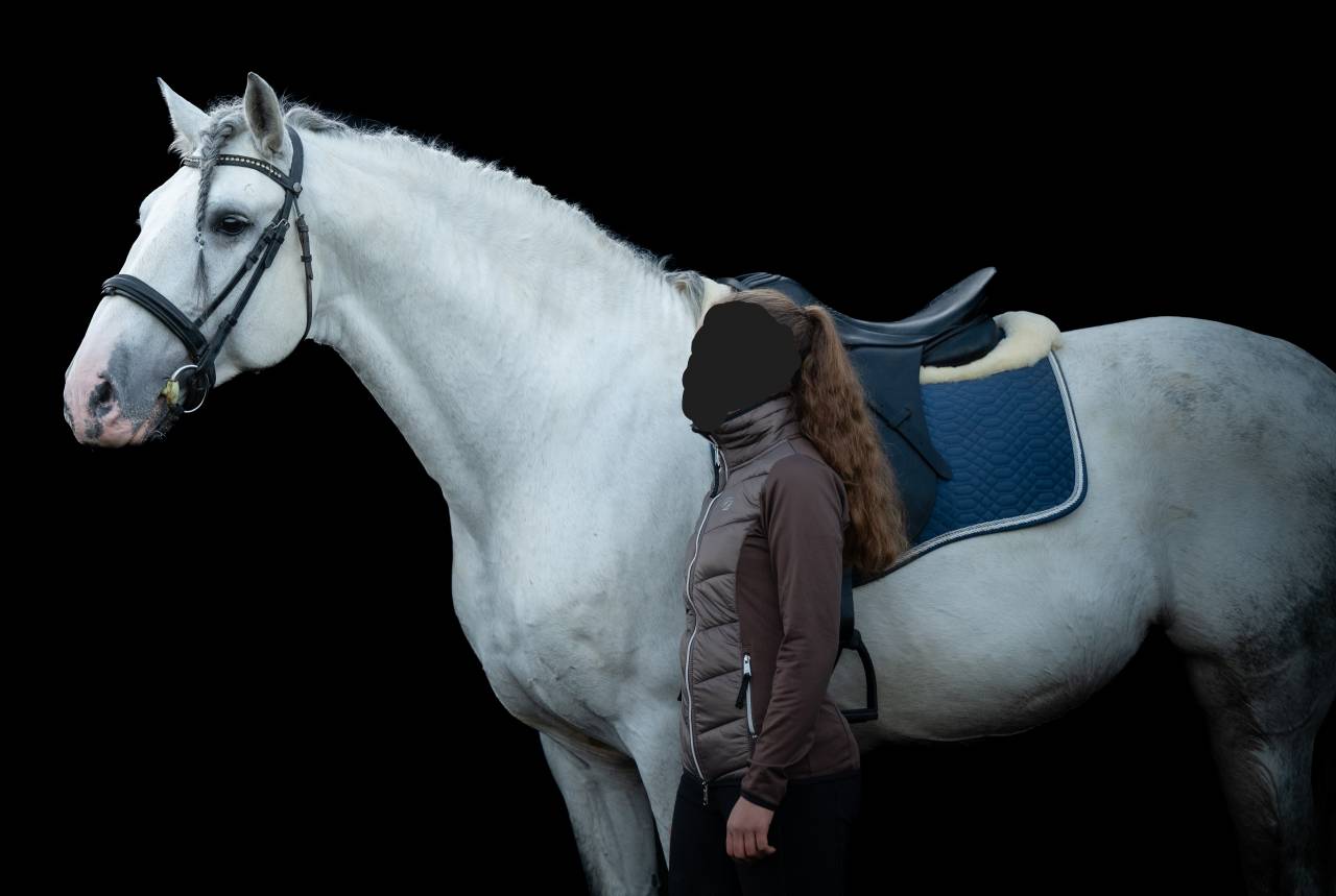 Caballo entero PRE Pura Raza Española En venta 2014 Tordo por REGANON-LP