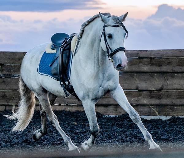 Caballo entero PRE Pura Raza Española En venta 2014 Tordo por REGANON-LP