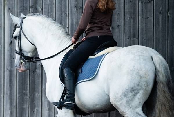 Caballo entero PRE Pura Raza Española En venta 2014 Tordo por REGANON-LP